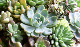 关于多肉的种植技巧 关于多肉的种植技巧有哪些