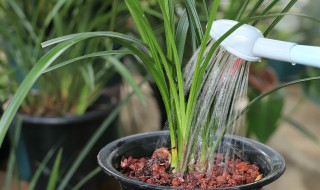 兰花种植方法与技巧 兰花怎么种植方法和注意事项
