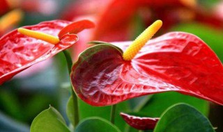 红掌的种植方法和技巧（红掌的养殖方法）