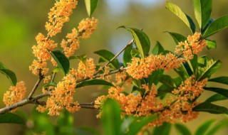 桂花种植小技巧 桂花种植方法和注意事项
