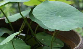 碗莲种植小技巧（碗莲的种植技巧）