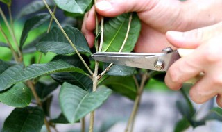 桂花的种植方法和技巧 桂花种植方法 盆栽