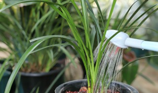 水稻种植技巧大（水稻的种植技术与方法）