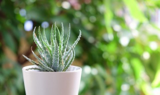 芦荟苗怎么种植小技巧（芦荟苗怎么种植小技巧图片）