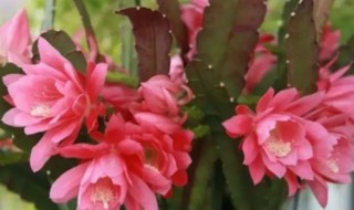 令箭种植技巧（令箭荷花用什么土栽培好）