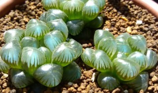 种植玉露的养殖技巧 种植玉露的养殖技巧与方法