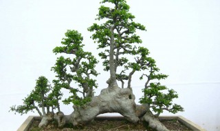 榆树盆景种植技巧（榆树盆景制作方法和技巧）