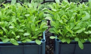 阳台种植青菜技巧 阳台种植青菜技巧视频