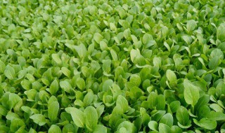 奶白菜种植时间技巧 奶白菜种植方法和时间