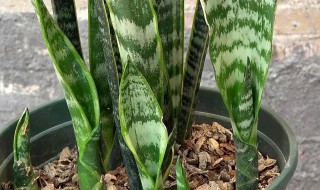 虎皮兰种植技巧如何养护（虎皮兰种植技巧如何养护和浇水）