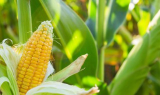 黑龙江玉米种植技巧 黑龙江玉米种植技巧和方法