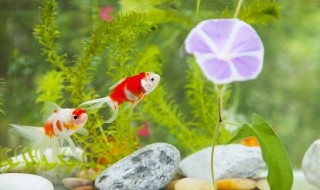 池塘水草种植技巧 池塘水草种植方法