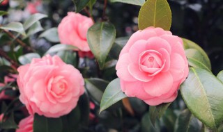 重瓣花的种植技巧（重瓣花的种植技巧与方法）