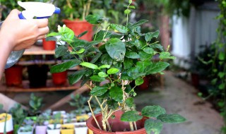 茉莉种子种植方法与技巧 茉莉种子的种植方法