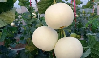 白兰瓜种植技巧 白瓜 种植方法