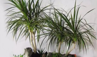 水竹种植技巧（水竹种植方法）