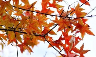 元宝枫种植技巧 元宝枫的种植方法