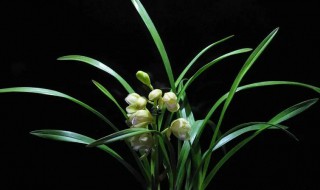 铃兰花成品的种植技巧 铃兰花苗的种植方法