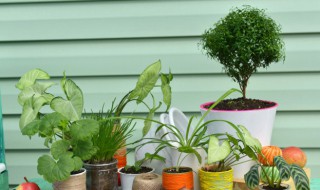 小盆栽种植技巧 小盆栽种植技巧和方法