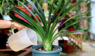 君子兰种植小技巧（君子兰如何种植和养护）