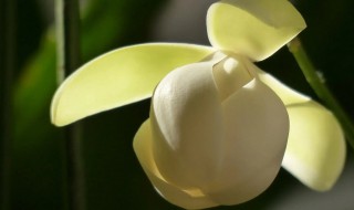 夜香兰的种植方法和技巧（夜香兰的种植方法和技巧图片）
