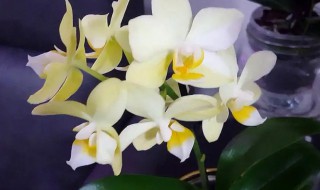 蝴蝶兰种植技巧（蝴蝶兰种植技巧视频）