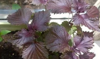 紫苏盆栽种植技巧（紫苏盆栽种植方法）