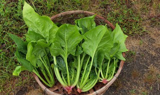 盆栽菠菜的种植方法 盆栽菠菜的种植方法图解
