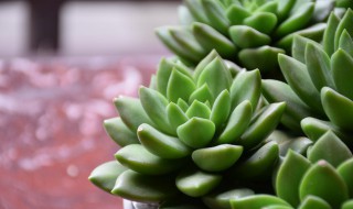 多肉类植物的养殖方法（多肉植物养殖方法大全）