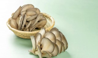玉米芯种平菇种植技巧（玉米芯种平菇种植技巧图片）
