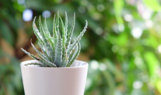 烂根芦荟种植技巧盆栽（烂根芦荟种植方法）