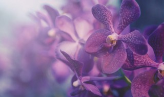 七月份种植兰花技巧 七月份养兰花的方法