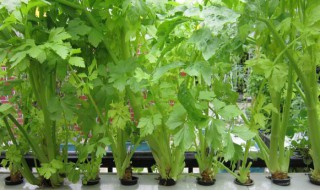露台盆栽种植菜技巧 阳台菜种植方法