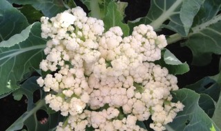 种植菜花技巧（菜花种植方法）
