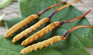 冬虫草种植技巧（冬虫草种植技巧与方法）