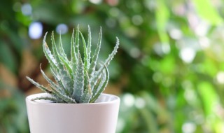 没根芦荟种植技巧盆栽（芦荟没根怎么种植）
