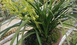 兰花种植技巧（兰花种植技巧与方法）