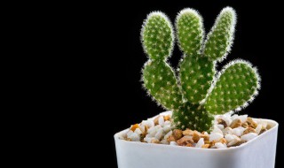 仙人球的种植与养殖技巧（仙人球的种植与养殖技巧图解）