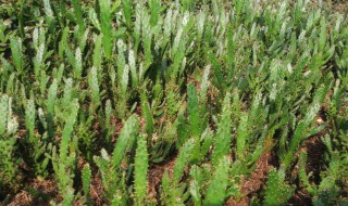 千手观音种植技巧（千手观音怎么样培植?）