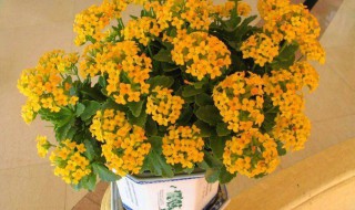 长寿花的种植技巧与方法 长寿花的种植技巧与方法视频教程