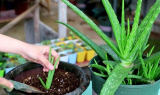 芦荟叶插种植技巧（芦荟叶插种植技巧图解）