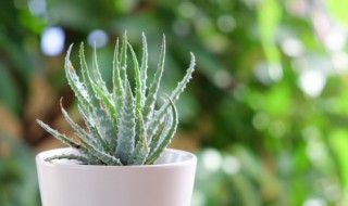 盆栽芦荟种植技巧 盆栽芦荟种植技巧图解