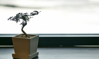 盆景之王（盆景之王是什么）