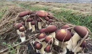 大球盖菇种植技巧（大球盖菇种植技巧）
