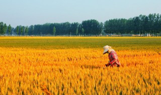 100亩地种植技巧 种1000亩地