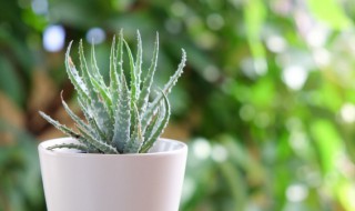 种植虫害技巧 种植虫害技巧视频