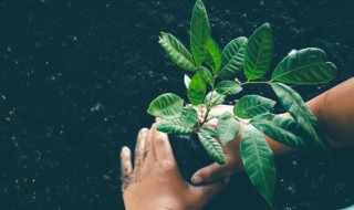 居家种植必备小技巧（居家种植小妙招）
