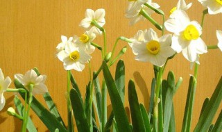 水仙花怎么修剪（水仙花怎么修剪叶子）