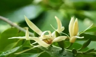 白兰花怎么修剪（白兰花怎么修剪图片）