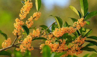 桂花怎么修剪（桂花怎么修剪枝叶视频）